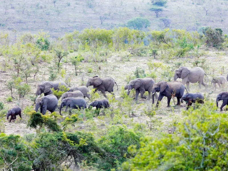A wilderness-trail group walking the iMfolozi bush on foot.