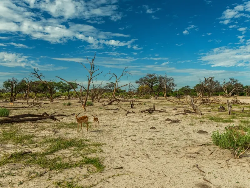 The dry Savuti Channel winding through the marsh.