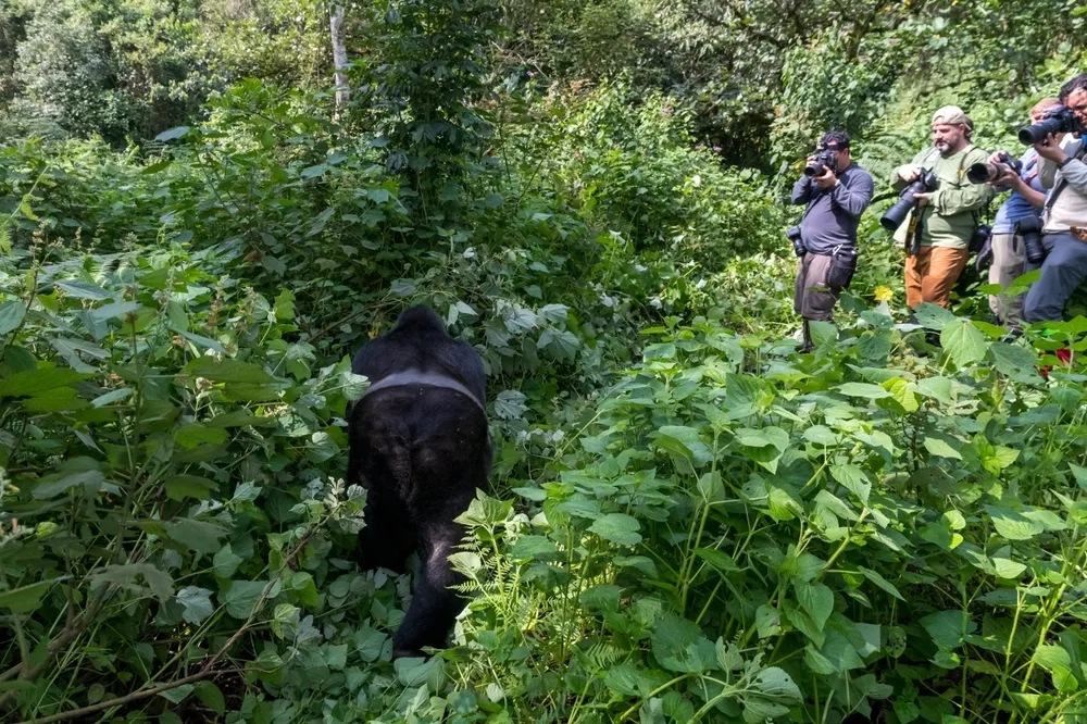 Trekkers climbing a steep, muddy trail in Bwindi forest.