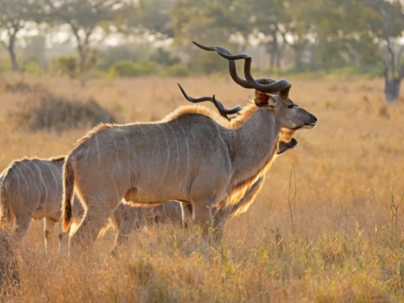 The white-lion country