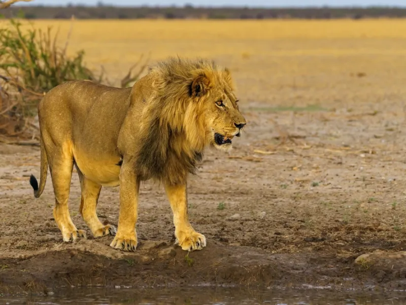 Lion