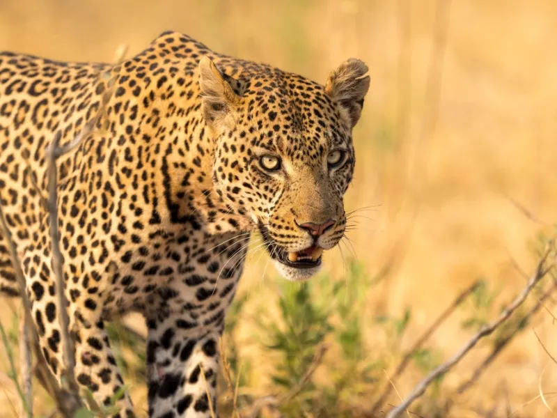 Off-road big cats
