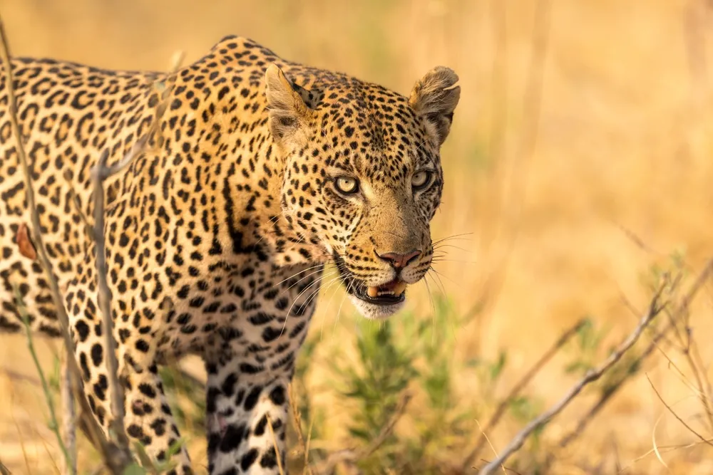 Linyanti Luxury Safari