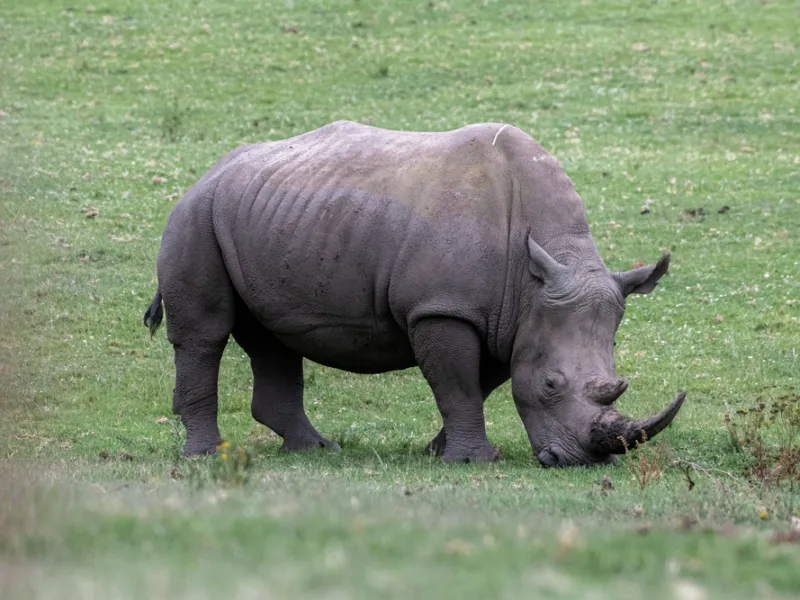 Rhino