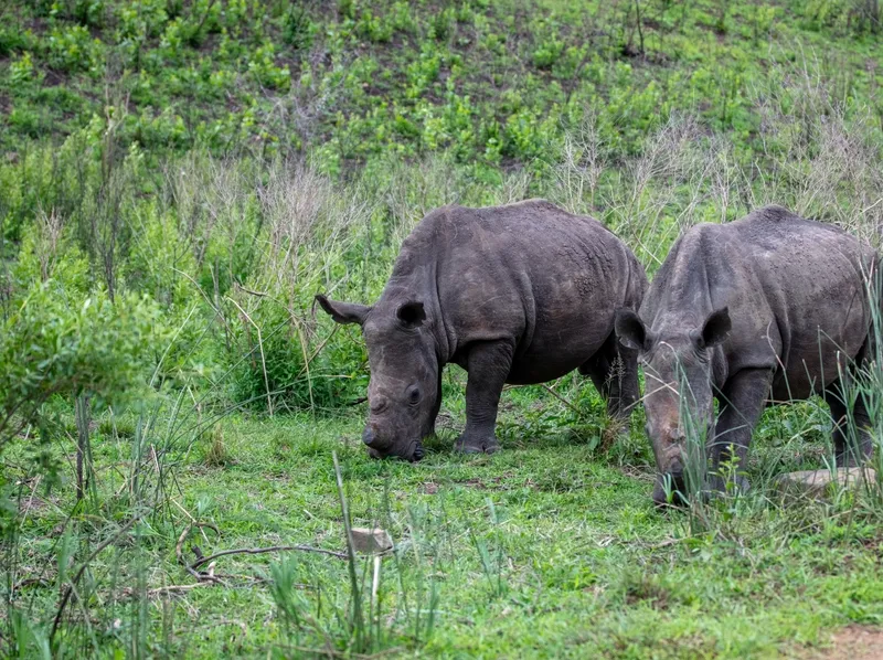 iMfolozi wilderness trails
