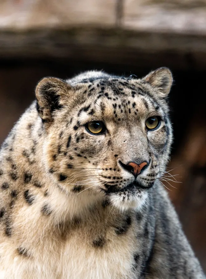 Snow leopard