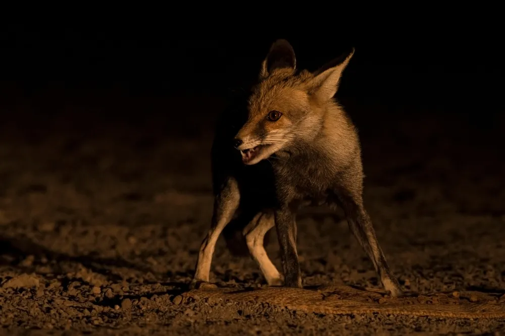 Desert fox
