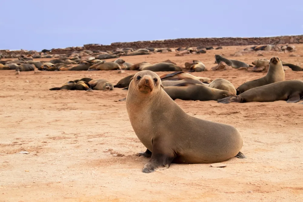 Cape fur seal