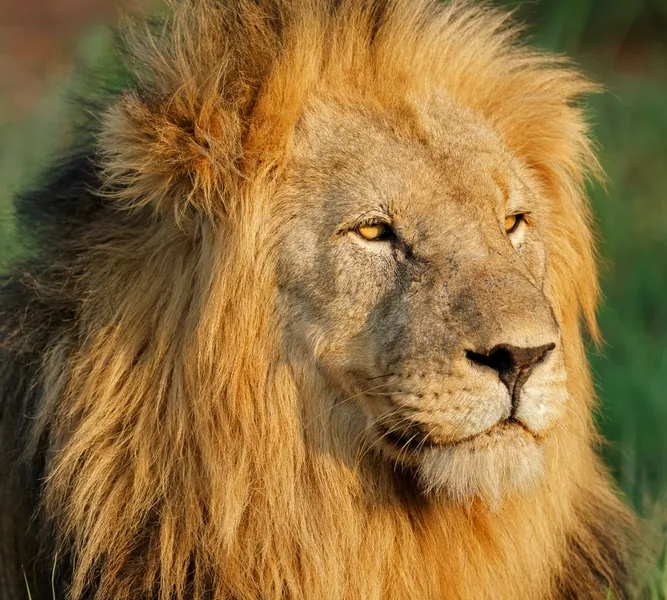 Lion
