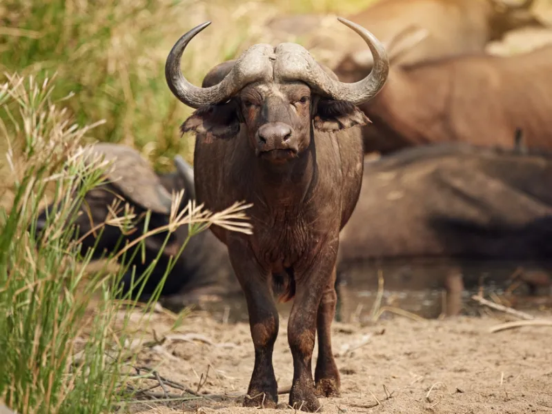 Buffalo