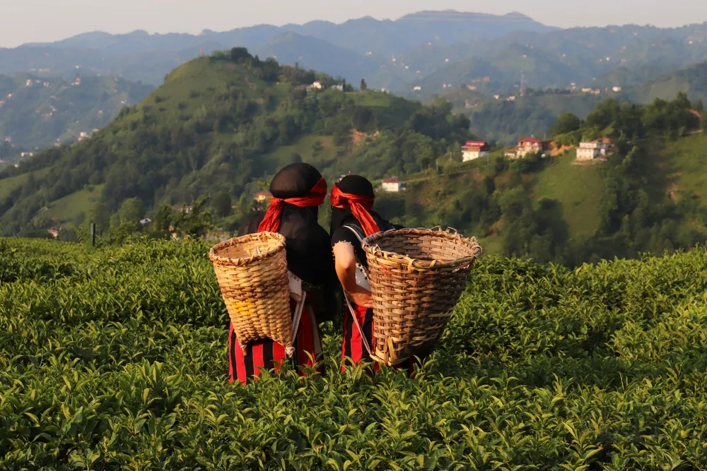 Tea country