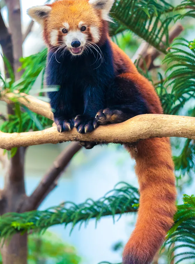 Red panda