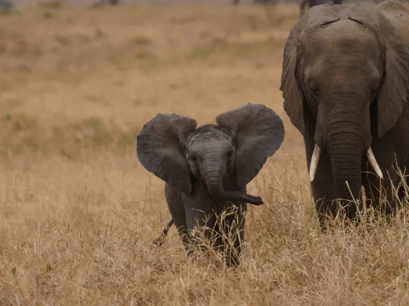 Elephant