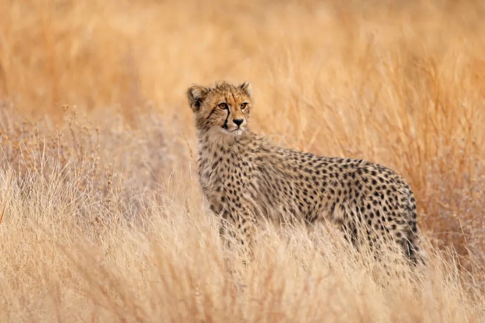 Kruger and Sabi Sand