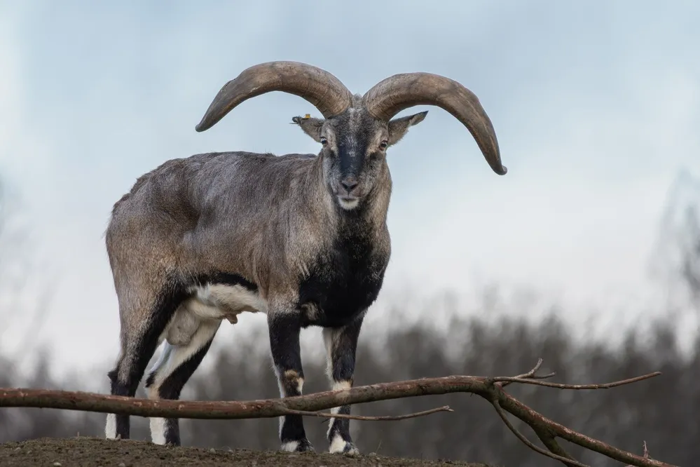 Blue sheep