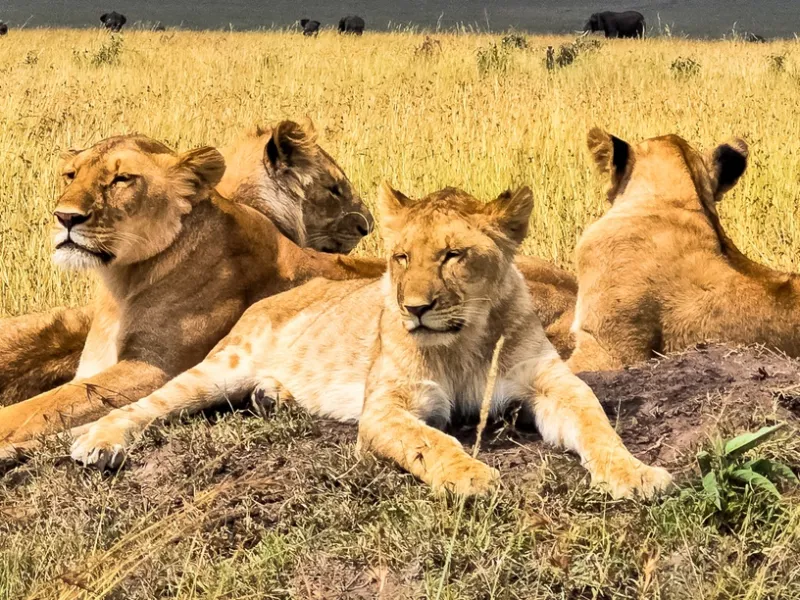 Lion