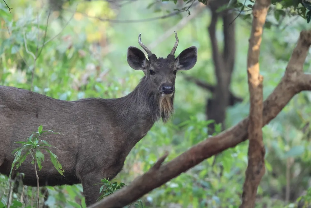 Sambar
