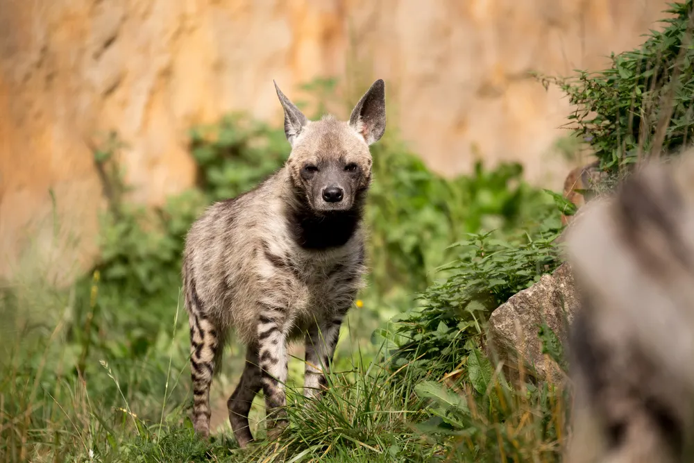 Striped hyena