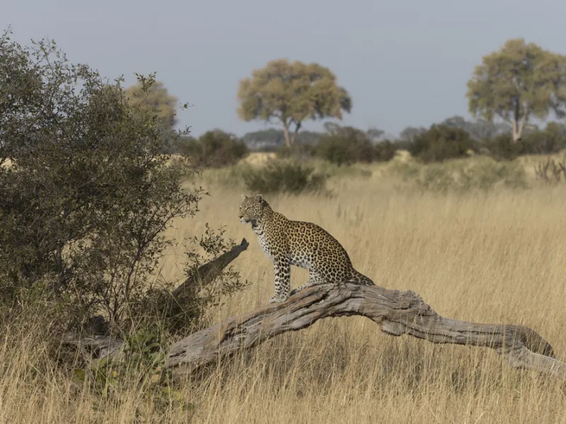 Predator abundance