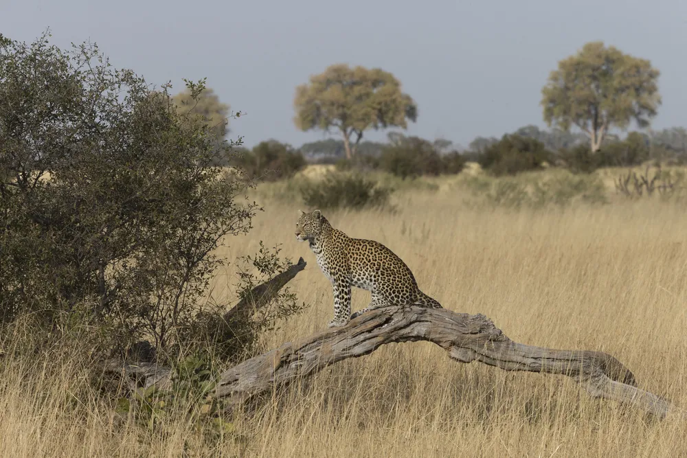 Savuti Predator Safari