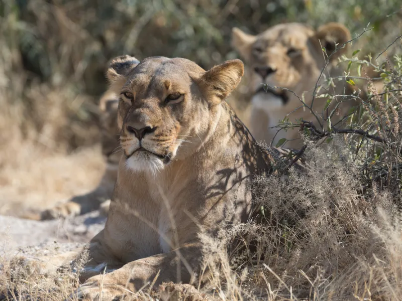 A Savuti lion pride on the move across the marsh.