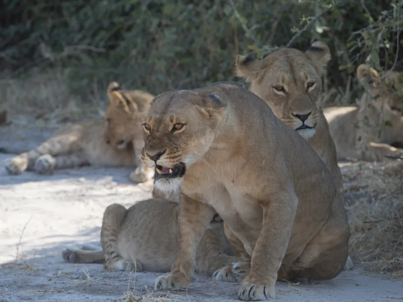 Big lion prides
