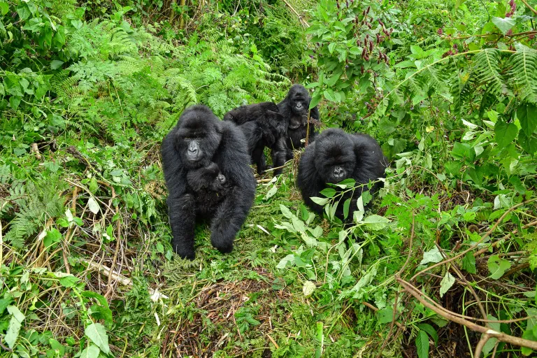 Uganda