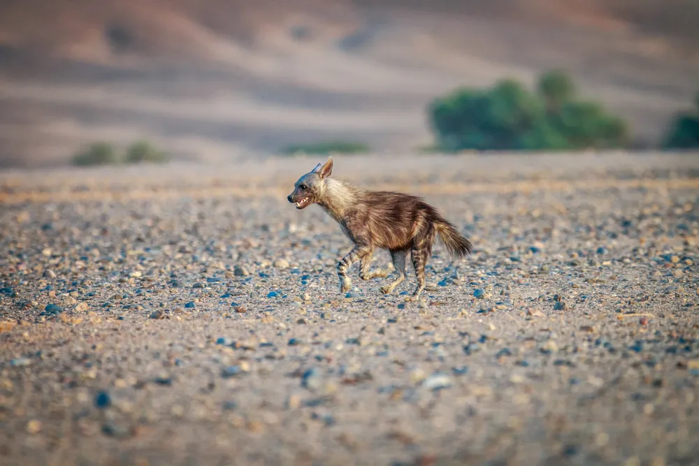 Brown hyena