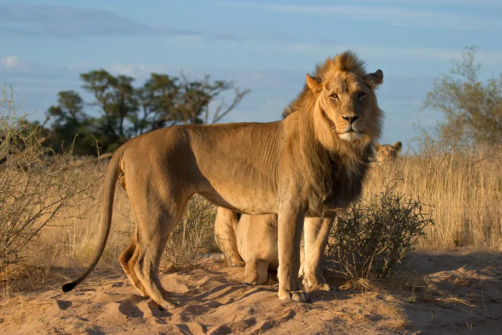 Lion