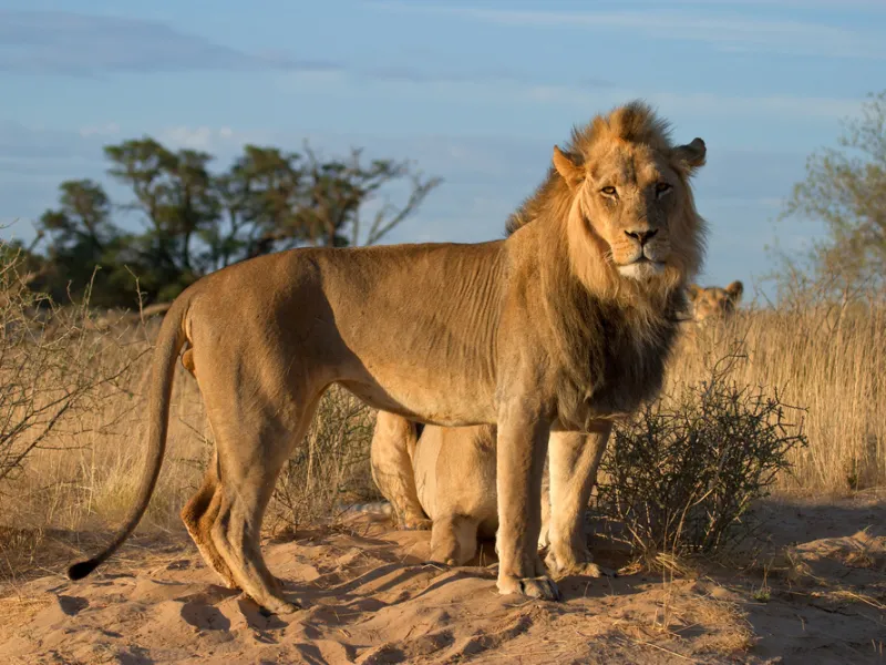 Black-maned lion