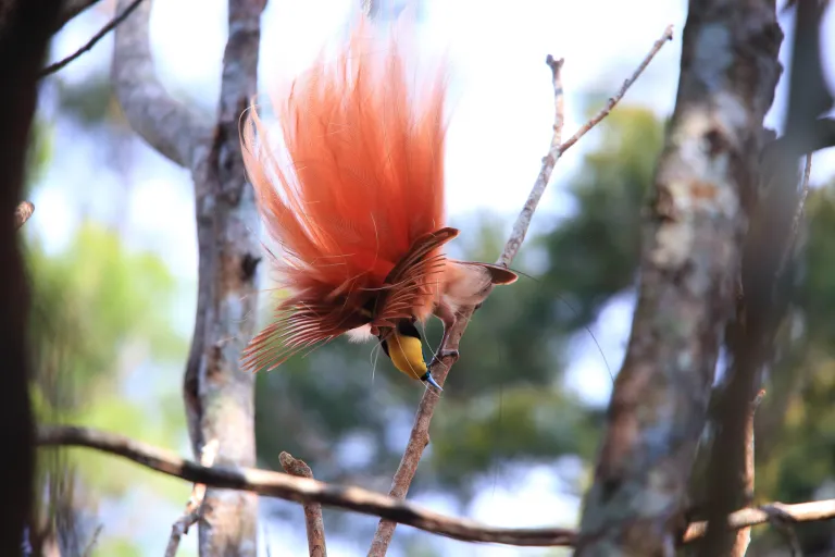 Papua New Guinea