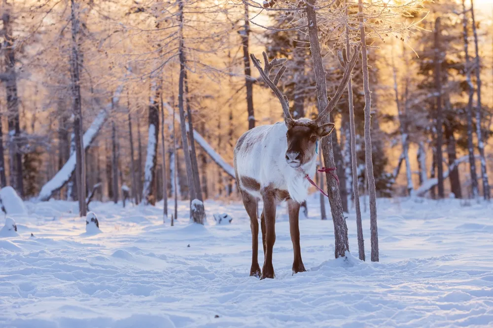 Taiga wildlife