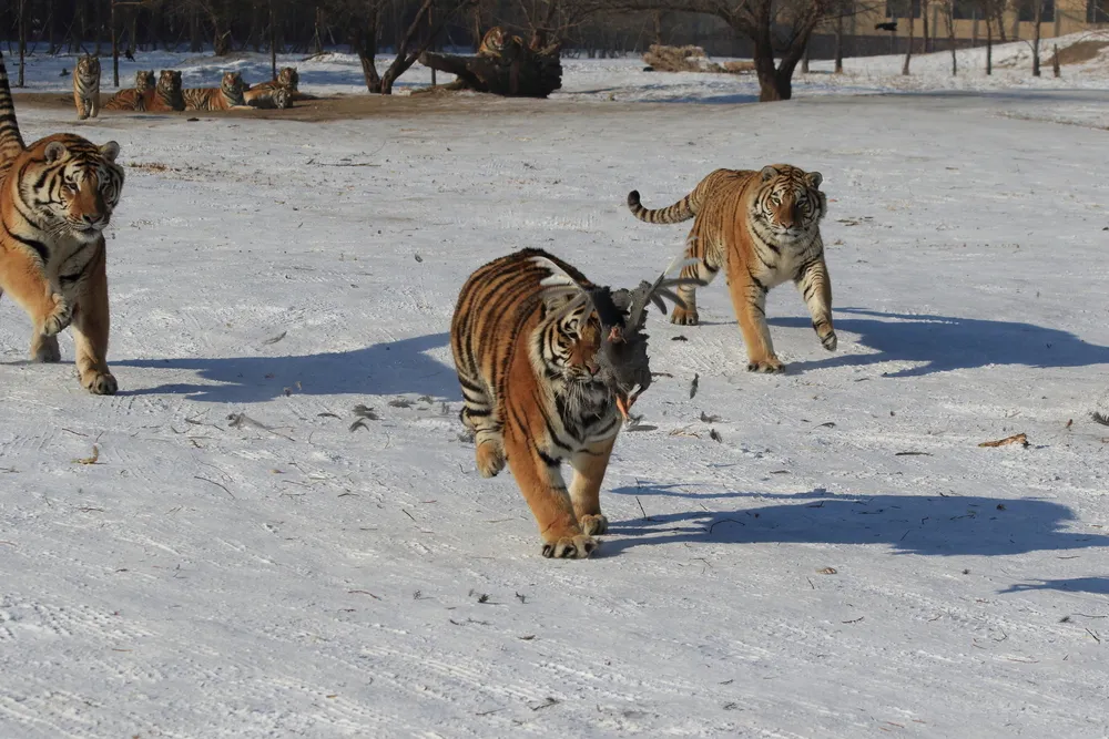 Tiger tracking