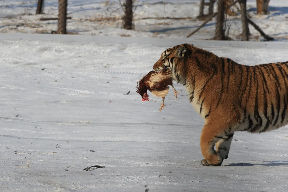 Sikhote-Alin National Park — amur tiger taiga.