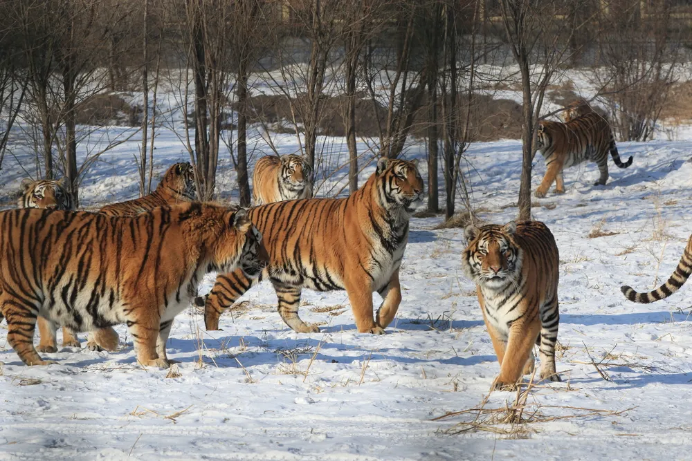 Amur tiger