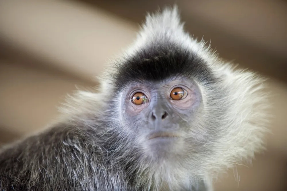 Silvered langur