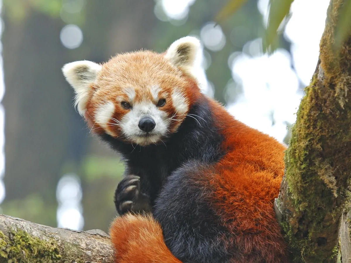 A red panda in a moss-draped rhododendron, ridge forest behind.
