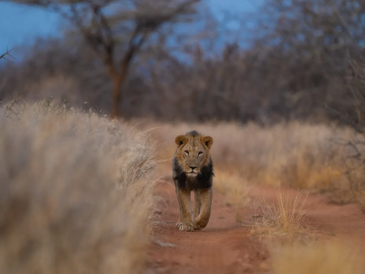 Lion
