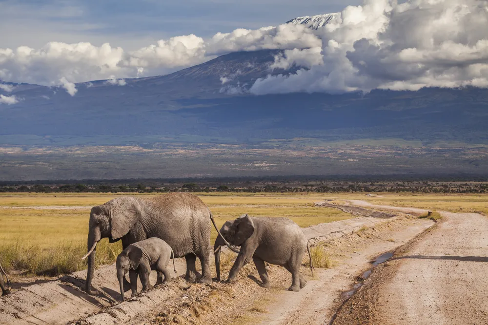Elephant