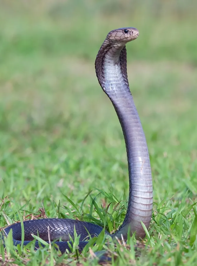 Snakes