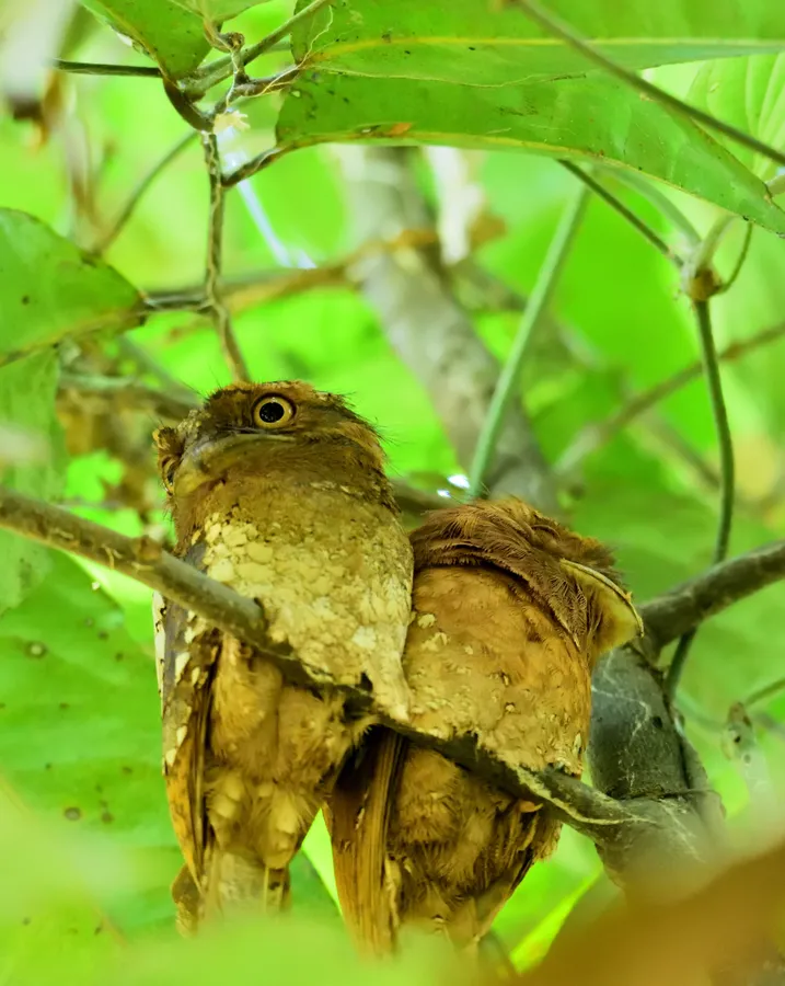 Sri Lanka frogmouth
