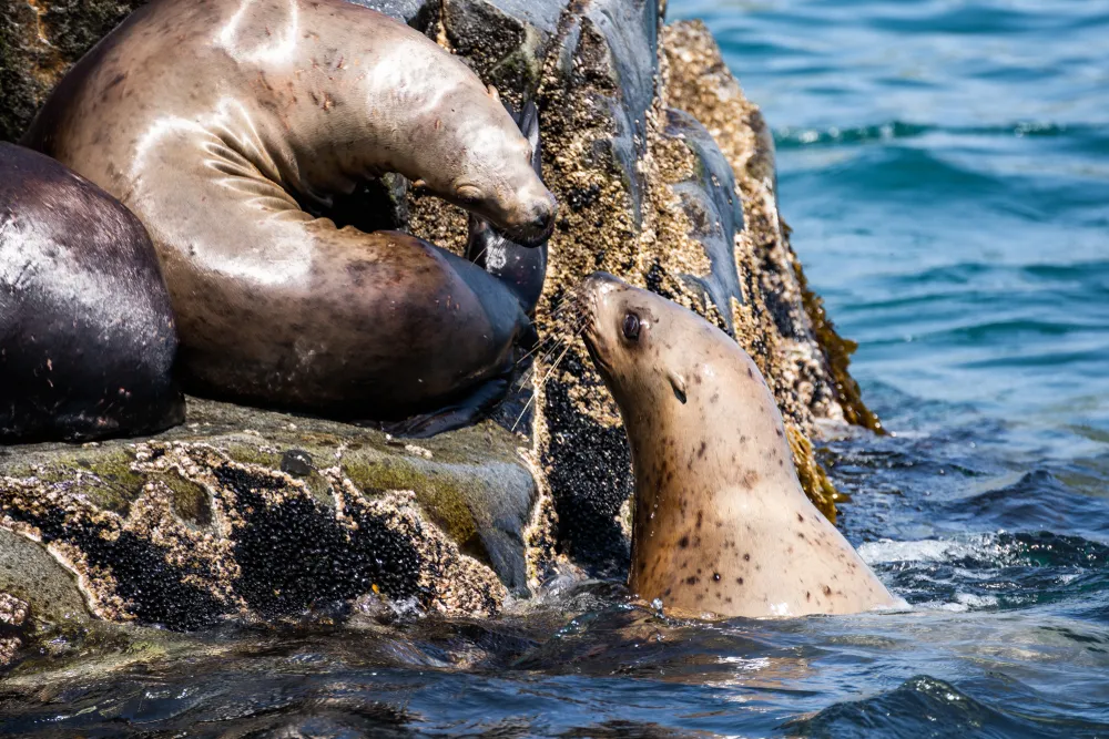 Steller's sea lion