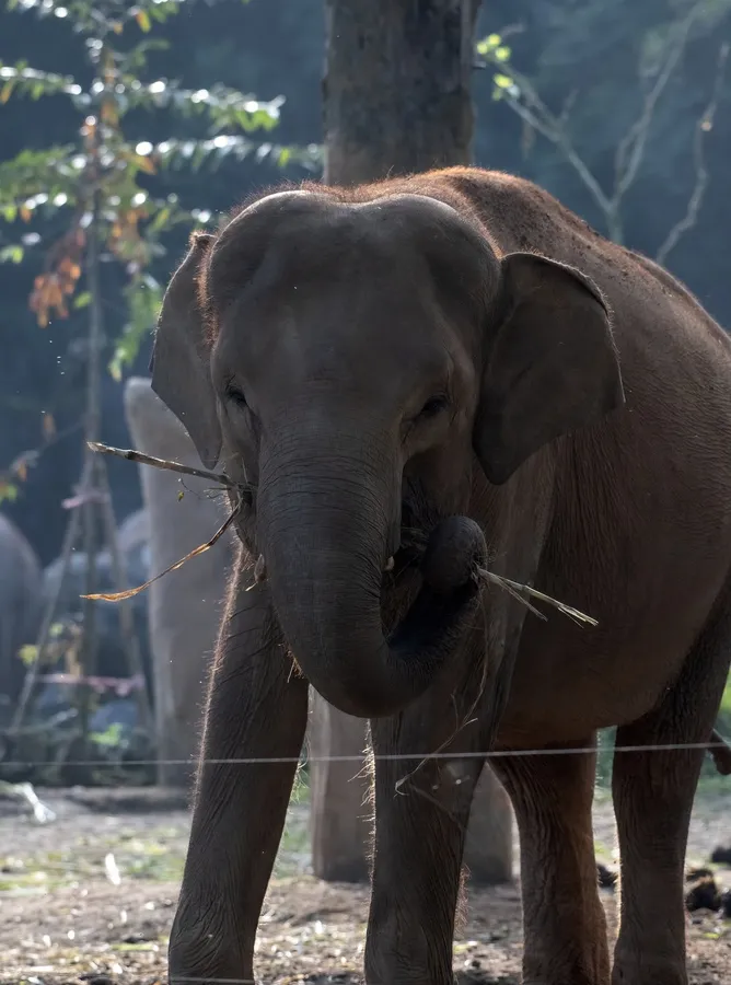 Sumatran elephant