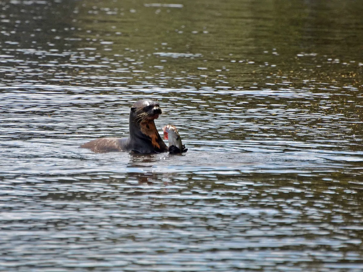 Giant otter