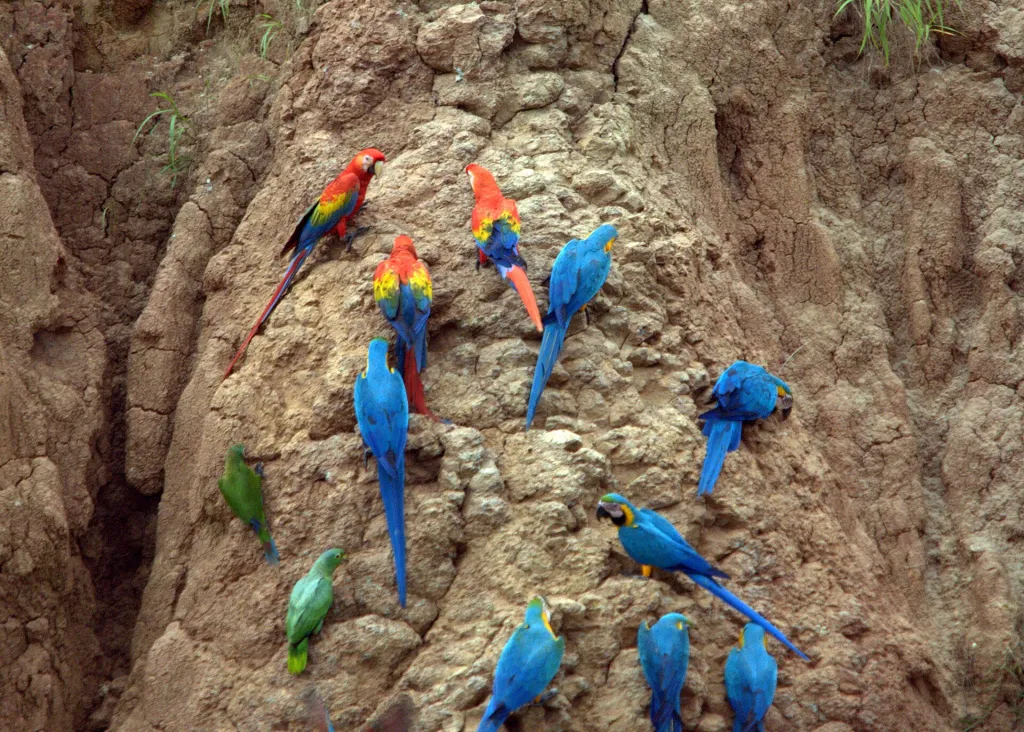 Macaw Clay Lick Photography