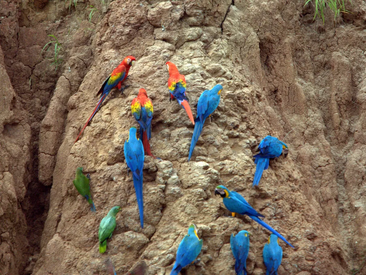 The macaw lick