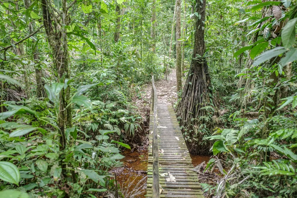 Tambopata Wildlife