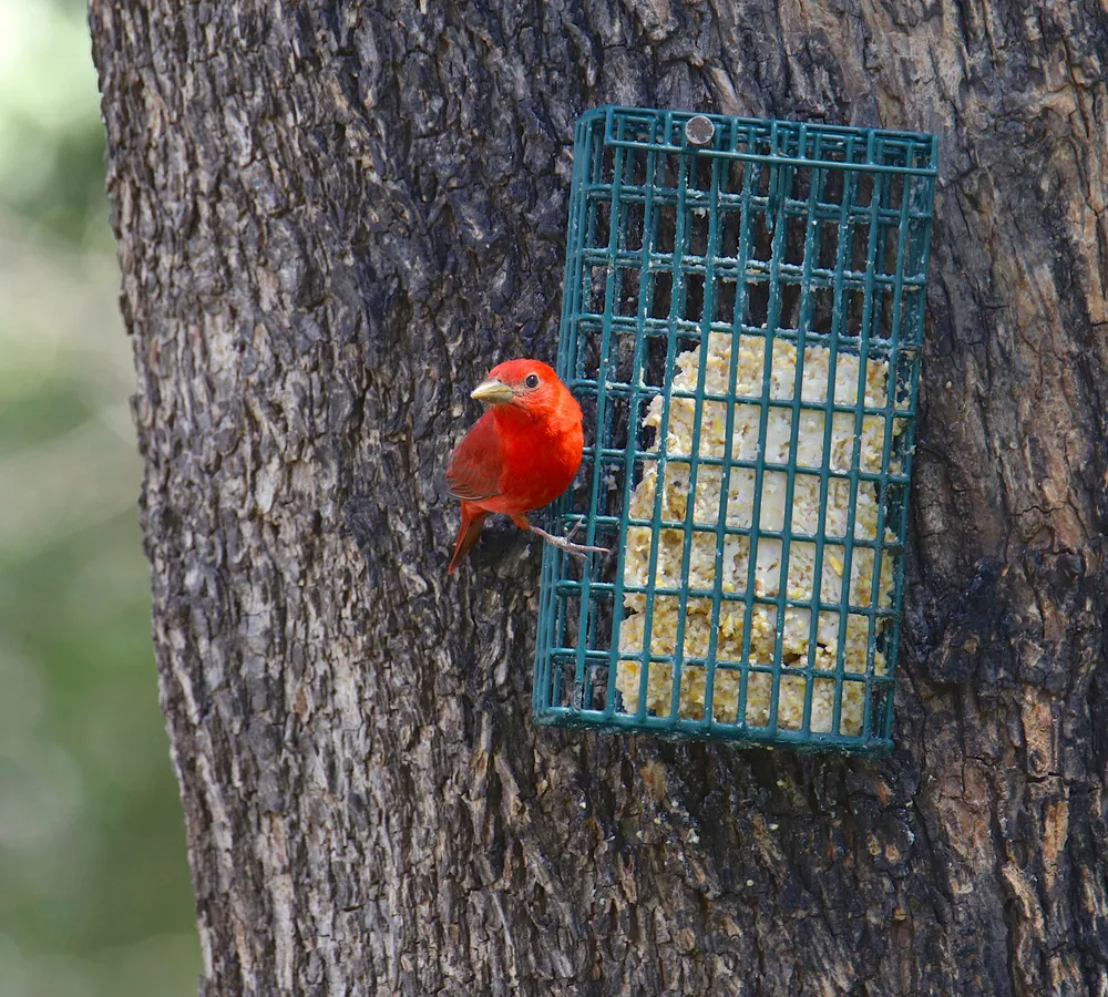 Tanager feeders