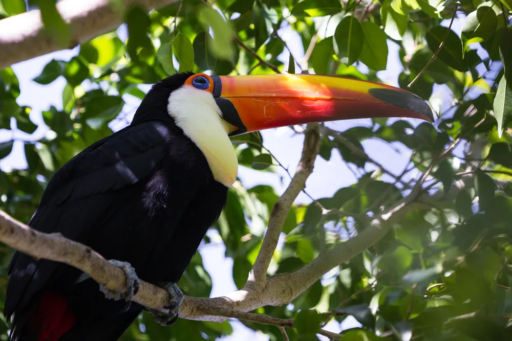 Toco toucan