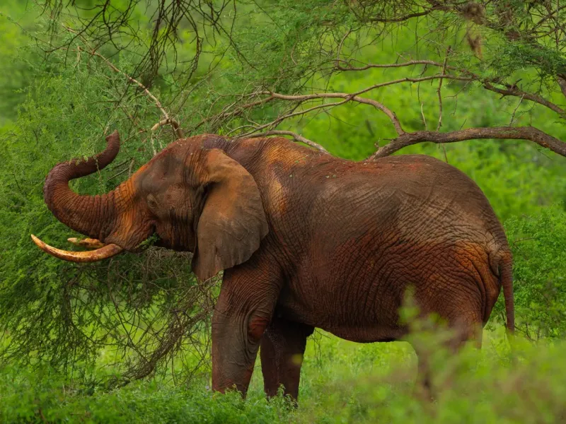 Elephant